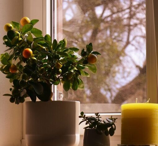 How to Refresh Your Home with Plants: A Simple Guide